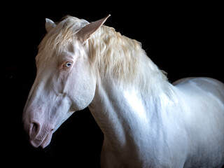 Weißes Pferd, white horse