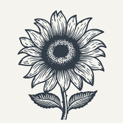 Hand drawn Sunflower. Vintage woodcut engraving style vector illustration.