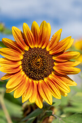 Orange and Yellow Sunflower Isolated With Soft Focus Sky and Clouds in Background