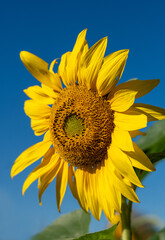 Close-up of Big Yellow Sunflower Against Bright Blue SKy