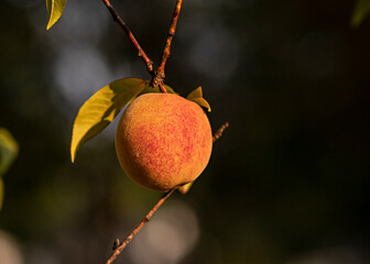 Peach in sun
