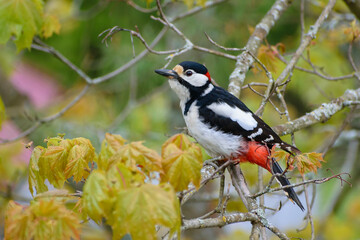 Woodpecker on a tree