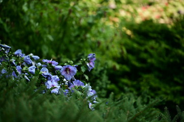 Beautiful flowers in bloom at the Butchart Gardens, Victoria, Vancouver Island, British Columbia, Canada