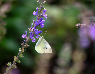 sage flowers meadow with pieris rapae butterfly