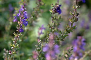 dreamy filed flowers background