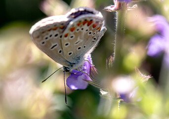 close up of polyommatus butterfly in natural bucolic scenery 