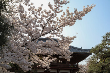 本法寺境内に咲く桜の花