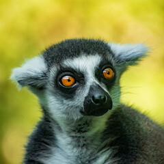 ring lemur catta