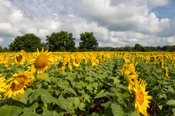 Obraz premium Rows of sunflowers in a field
