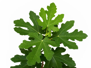 イチジクの苗　ドーフィン