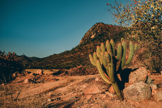 xique xique, Sert&atilde;o de Itapaj&eacute;