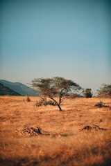 Obraz premium brazilian desert