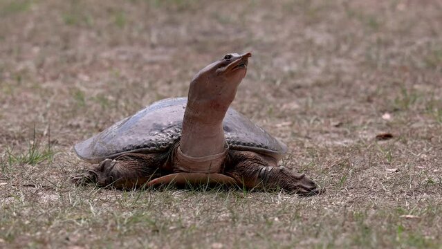 Softshell turtle in Everglades National Park, Florida 