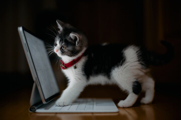 タブレットを見る猫