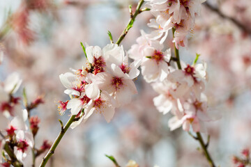Fototapeta na wymiar Almond tree branch with pink flowers against blur spring foliage background