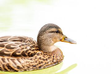Portrait of Anas platyrhynchos, Mallard ducks male. Swimming on water.