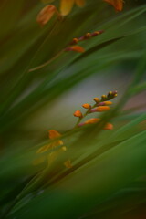 Beautiful flowers in bloom at the Butchart Gardens, Victoria, Vancouver Island, British Columbia, Canada