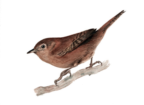 Ilustraci&oacute;n en acuarela de Cherc&aacute;n (Troglodytes aedon) Aves de Chile.