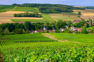 Fototapeta na wymiar Hills with vineyards in Urville, champagne vineyards in Cote des Bar, Aube, south of Champange, France