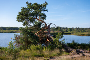 Forest and lakes in sunny morning in Nature protected park area De Malpie near Eindhoven, North Brabant, Netherlands. Nature landscapes in Europe.