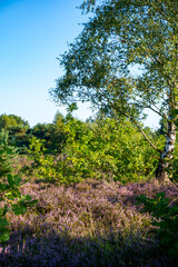 Nature background, green lung of North Brabant, pink blossom of heather plants in de Malpie natural protected forest in August near Eindhoven, the Netherlands