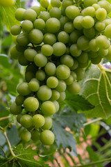 Riesling white wine grapes plant growing on hilly vineyard in Germany unripe grapes close up