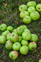 Bunch of green organic apples on green grass, harvest time