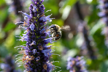 Honey bee insect pollinates purple flowers of agastache foeniculum anise hyssop, blue giant hyssop plant