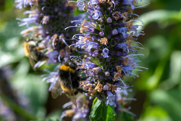 Honey bee insect pollinates purple flowers of agastache foeniculum anise hyssop, blue giant hyssop plant