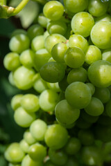 Riesling white wine grapes plant growing on hilly vineyard in Germany unripe grapes close up