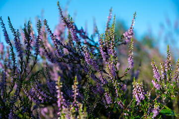 Nature background, green lung of North Brabant, pink blossom of heather plants in de Malpie natural protected forest in August near Eindhoven, the Netherlands