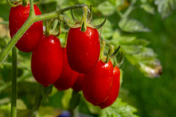 Long red italian datterini pomodori tomatoes growing in greenhouse, used for passata, pasta and...