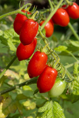 Long red italian datterini pomodori tomatoes growing in greenhouse, used for passata, pasta and salades