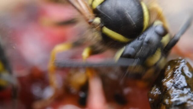 4k v&iacute;deo ultra macro avispa comiendo carne de un animal muerto