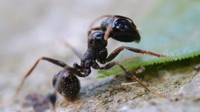 4k v&iacute;deo ultra macro de hormiga negra moviendo sus patas 