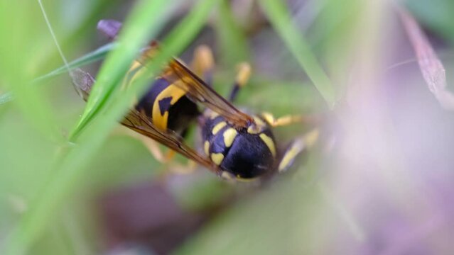 4k v&iacute;deo macro Avispa caminando entre las hierbas en la naturaleza.