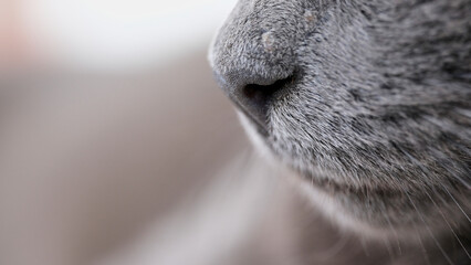 Nariz de gato azul ruso de perfil vista macro con copy space