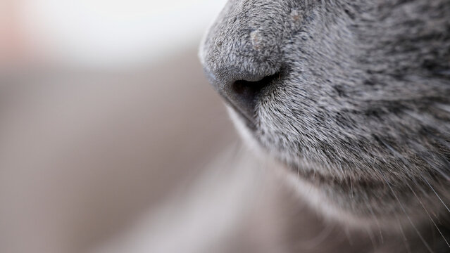 Nariz de gato azul ruso de perfil vista macro con copy space