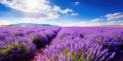 Fototapeta premium a field of lavender with blue sky and clouds