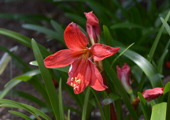 ヒッペアスケリア