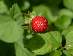 ヤブヘビイチゴ