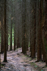 Weg durch einen Wald 