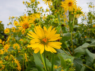 False, Or Oxeye Sunflowers Growing In The Native Plant Garden In Summer In Wisconsin