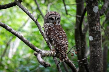 Barred Owl - Florida