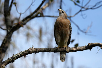 Red-shouldered Hawk