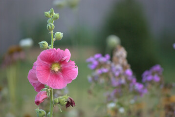 A red hollyhock bloom against an out of focus background. Northern Illinois, USA.