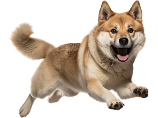 Akita Playful Chase, No Background