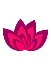 pink lotus flower