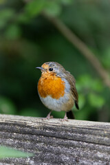 robin on a fence