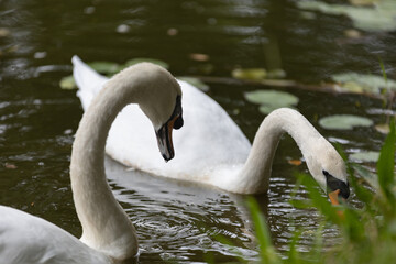 swans on the river